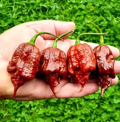 chocolate reaper4